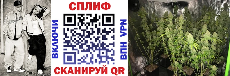 Каннабис OG Kush  Купить  Томмот 